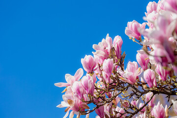 Selective focus branches of Magnolia full bloom on tree, White pink flower in spring under blue...