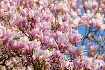 Selective focus branches of Magnolia full bloom on tree, White pink flower in spring under blue sky, A large genus of flowering plant species in the subfamily Magnolioideae, Natural floral background.