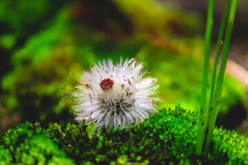 Dandelion seed head flower and green moss