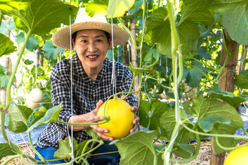 Portrait Asian farmer woman holding  fresh yellow melon in garden, agriculture concept