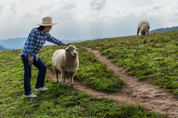 Asian sheep farmer woman with herds of sheep in highland farm