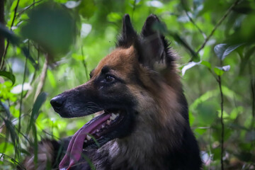 german shepherd dog