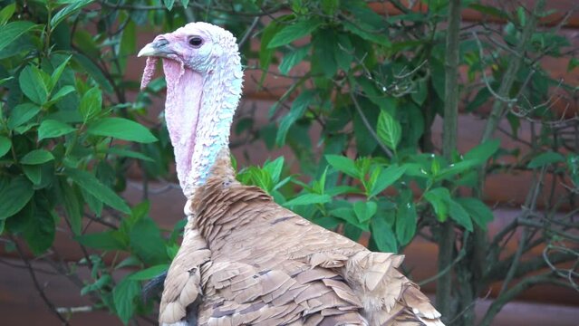 Blue turkeys are very interesting and distinctive breed. They are often also called Aspid. Bird was bred not so long ago and was most often used as a decorative one.