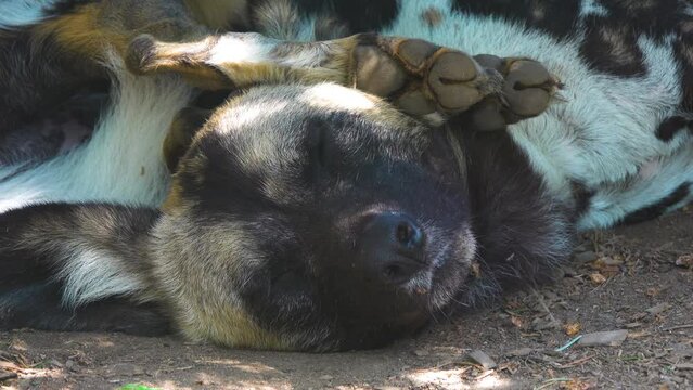 African wild dog (Lycaon pictus) is canid native to sub-Saharan Africa. It is the largest of its family in Africa, and the only extant member of the genus Lycaon.