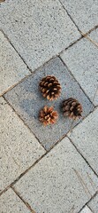 pine cones on the road
