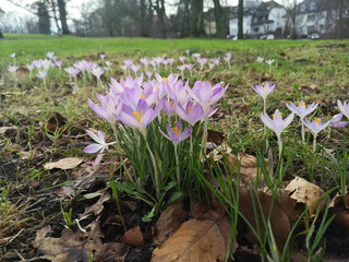 Crocuses in a meadow with autumn leaves