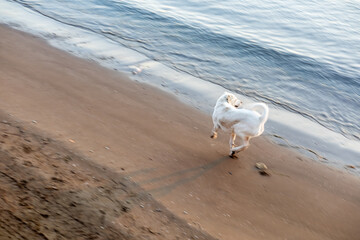 Swift movement of a white dog on a sandy beach