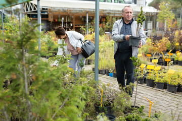 Elderly man and a woman buy a taxus plant at an open air market