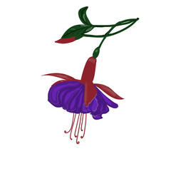Obraz na płótnie Canvas Fuchsia flowers red and purple 