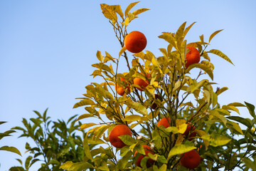 Ripe oranges dangle amidst vibrant green foliage