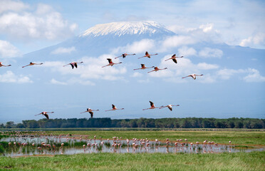 Flamingos flying over Amboseli Lake with Mount Kilimanjaro in background - 758063003
