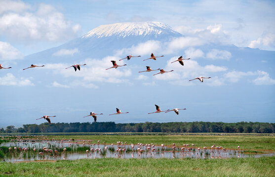 Flamingos flying over Amboseli Lake with Mount Kilimanjaro in background