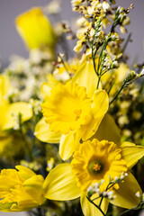 Blumenstrauss aus gelben Narzissen und gelbem Ginster - Nahaufnahme - Close up.