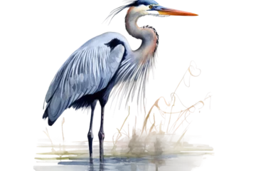 Foto op Plexiglas blue great heron watercolor illustration © akk png