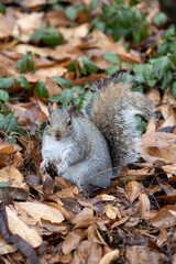 squirrel eating nut