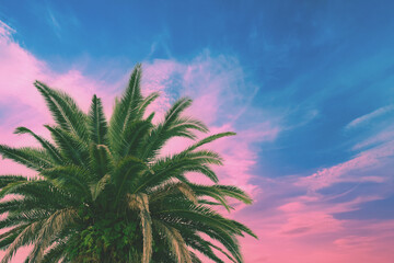 Palm trees against the colorful sunset sky. Beautiful tropical evening nature - 758066865