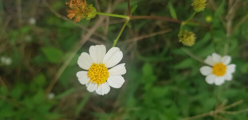 Beautiful Daisy flowers with green foliage or Bellis perennis L, or Compositae blooming in the park during sunlight of summer day © AntokSena