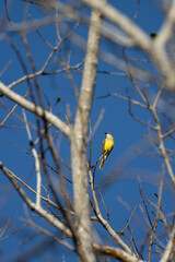 P&aacute;jaro de pecho amarillo, bosque seco tropical