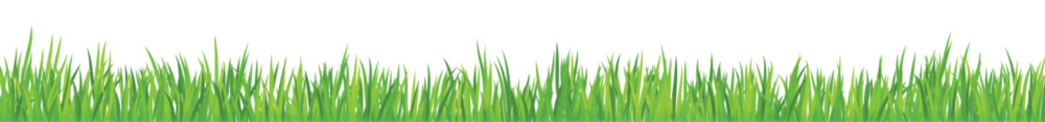 Fototapeta na wymiar vector of grass realistic