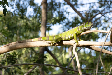 green iguana on a tree