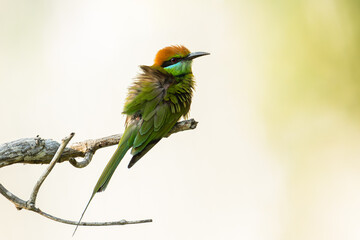 Green bee eater sitting on branch tree.Little bird flying on green background.Nature wildlife image...