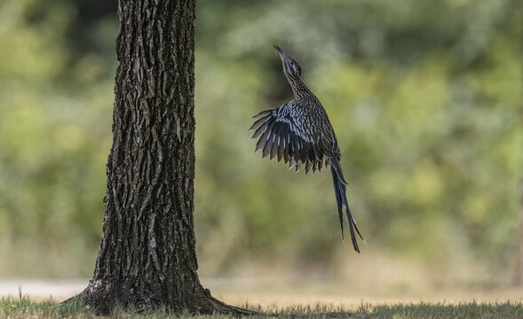Road runner leaping towards its nest