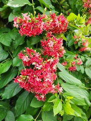 Combretum indicum is a medium-sized vine with fragrant flowers. Flowers appear at the ends of branches or in the axils of leaves. The inflorescences are white or pink when they begin to bloom.