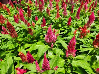 Celosia argentea is a herbaceous plant. It comes out in a bouquet. It has a round shape, erect and comes in many colors. It is popularly grown as a garden ornamental plant.