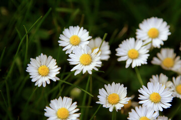 Obraz premium Absolute Beautiful Daisy flower blooming in the park during sunlight of summer day