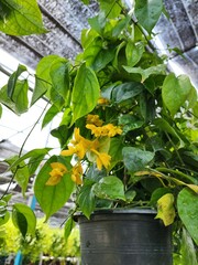 Petreovitex bambusetorum is a climbing plant that grows into flowering bunches throughout the year. yellow petals
