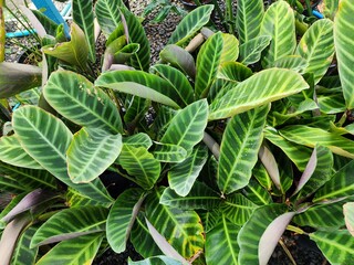 Calathea zebrina is an ornamental plant. Single leaves with alternating dark green and light green stripes resembling zebra stripes. Native to Brazil. Popularly grown as an ornamental plant.