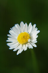 Fototapeta premium Absolute Beautiful Daisy flower blooming in the park during sunlight of summer day