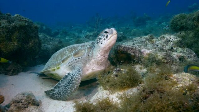 Sea Turtle in the Caribbean