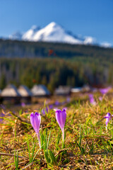 Crocuses in Tatra Mountains, Poland. Spring view from Kopieniec with snowy peaks in the background.