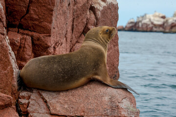 Ballestas Islands, important marine biodiversity and adventure sports for ecotourism in Paracas Ica, Peru