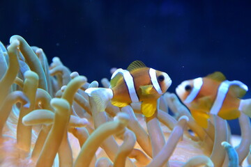 クマノミイメージ