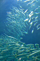 水族館イメージ
