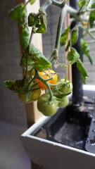 Hydroponic Tomato Plant in Home Garden with Ripening Tomatoes