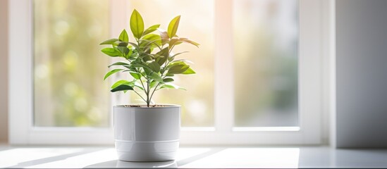 Green tree plant in white pot with natural lighting.