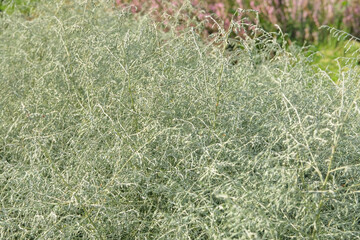 Asparagus albus grow in garden. Aromatic plant is growing outdoors. Growing spices for further use. Farming and harvesting.