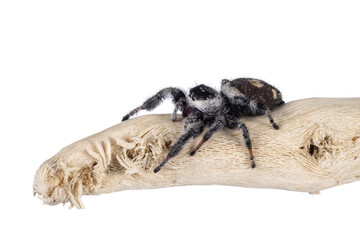 Close up op a jumping spider aka Phidippius Regius Appelachicola sitting side ways on wood. Isolated on a white background.