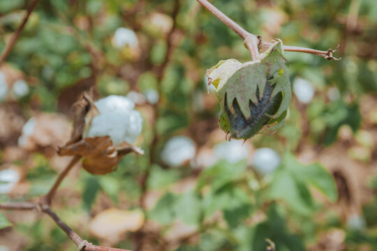 Freshly harvested cotton acorns