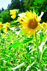 ひまわり　猪苗代ハーブ園（福島県）