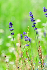 ラベンダー　猪苗代ハーブ園（福島県）