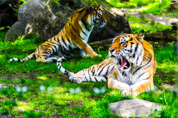 Granby, Canada - June 8 2019: Tiger in Granby Zoo