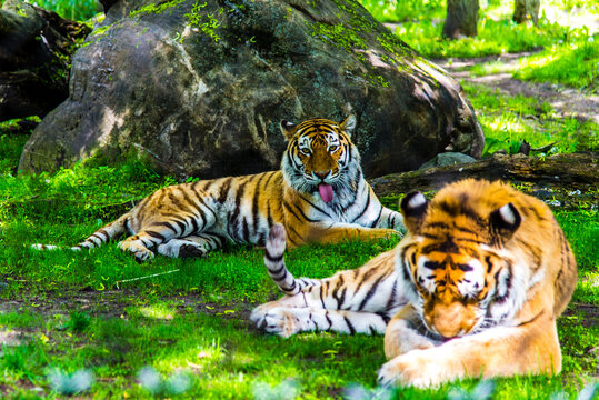 Granby, Canada - June 8 2019: Tiger in Granby Zoo