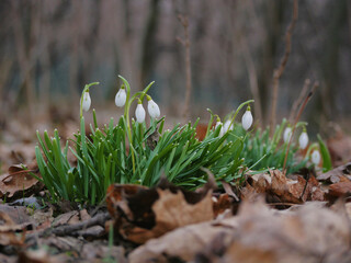 Snowdrops blossom in spring time in Augarten, Wien