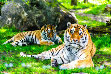 Granby, Canada - June 8 2019: Tiger in Granby Zoo