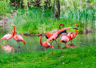Granby, Canada - June 8 2019: Flamingo in Granby Zoo
