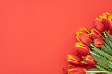 Bouquet of beautiful tulips on a red background.